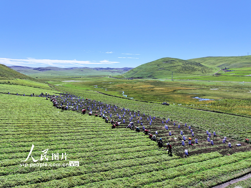 甘肃岷县:收获当归苗【2】