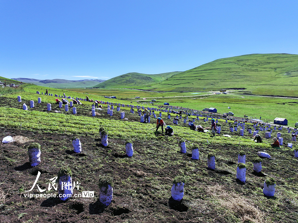 甘肃岷县：收获当归苗【5】