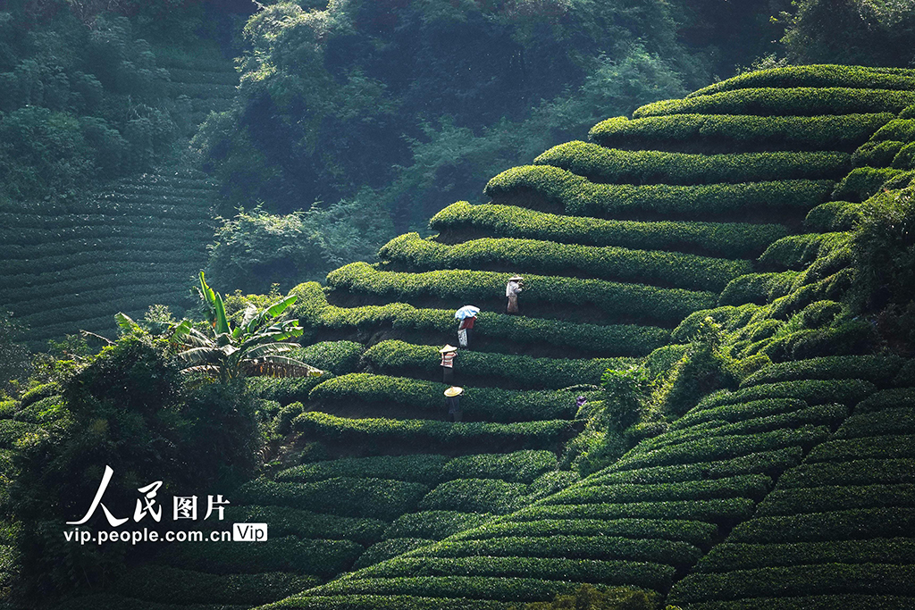 广西昭平：采摘秋茶【3】