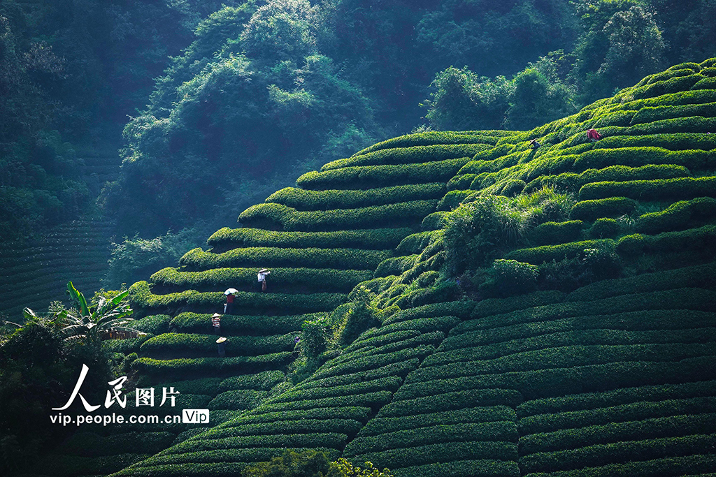 广西昭平：采摘秋茶【4】