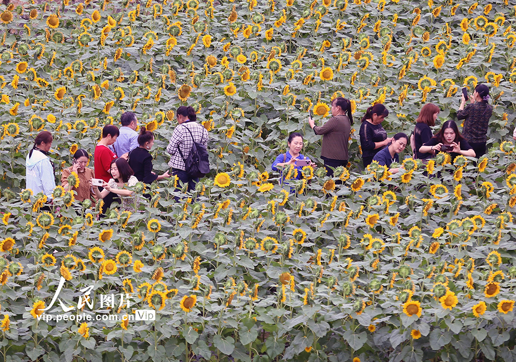 四川峨眉山：向日葵绽放迎客来【4】