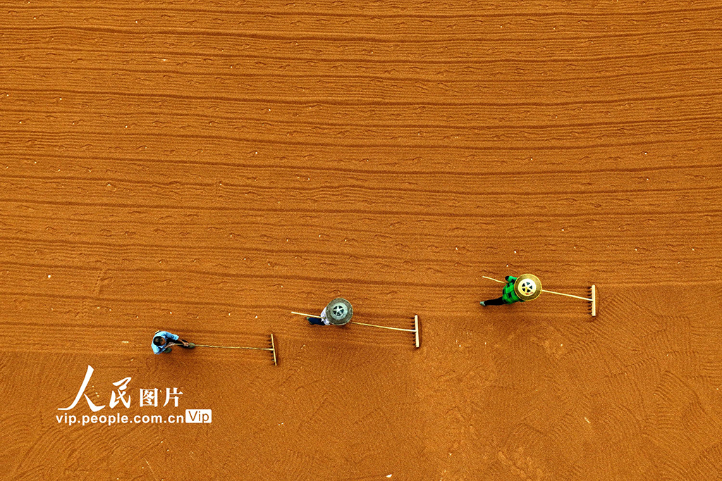 重庆：晾晒高粱【5】