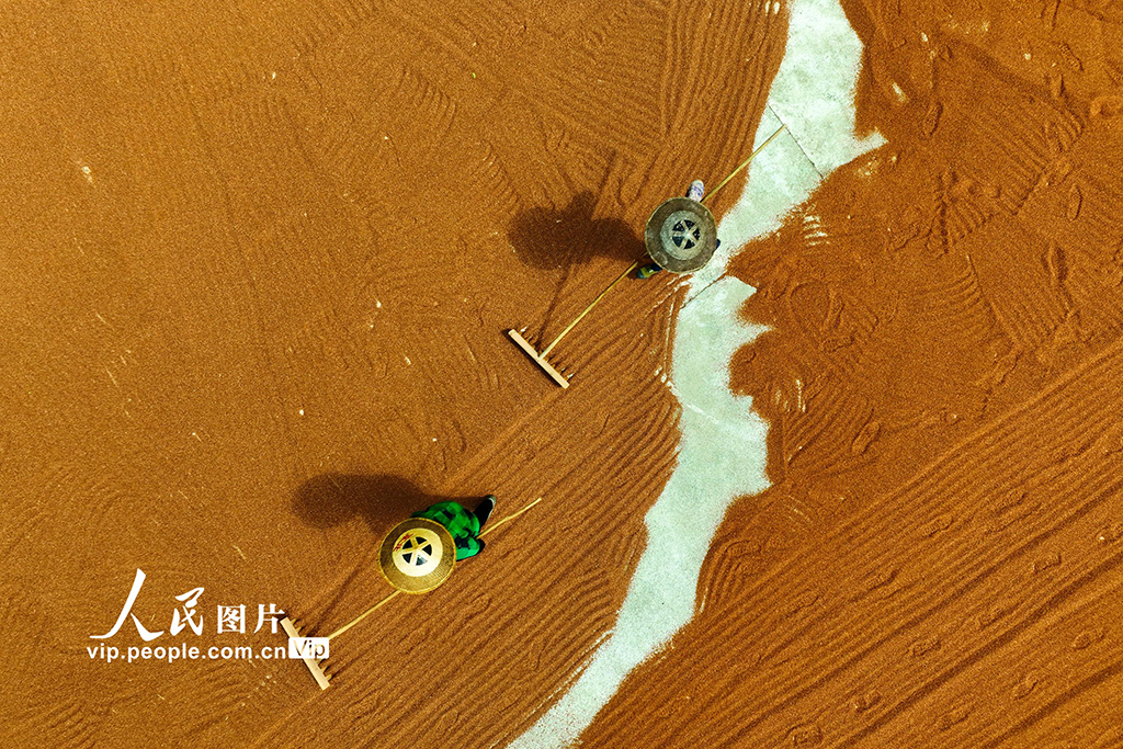 重庆：晾晒高粱【3】