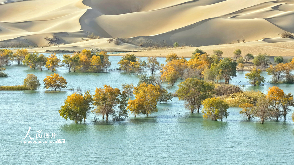 新疆尉犁：秋色如画【7】