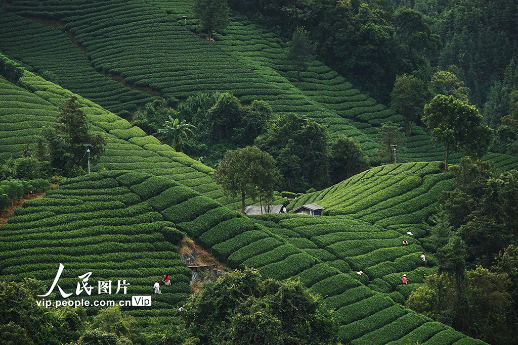 广西昭平：寒露时节采茶忙【4】