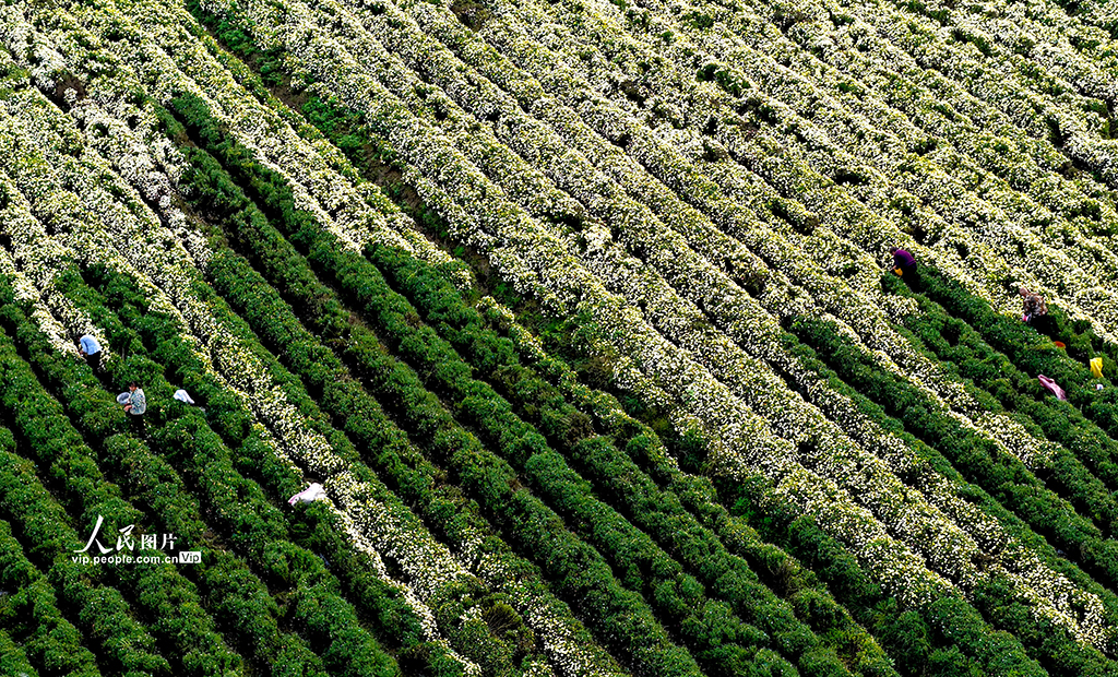 安徽亳州：金秋采菊忙【4】