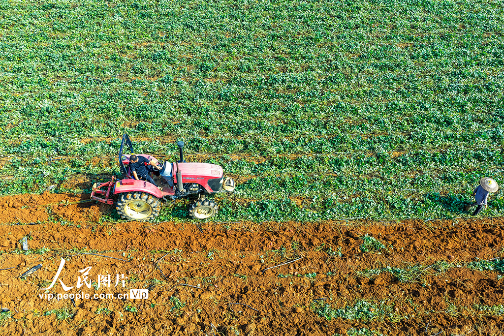 湖南东安:紫红薯丰收【2】