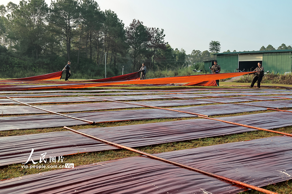 广西蒙山：晾晒香云纱【3】