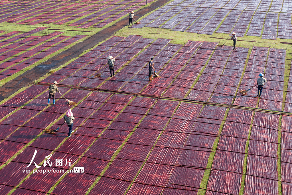 广西蒙山：晾晒香云纱【6】