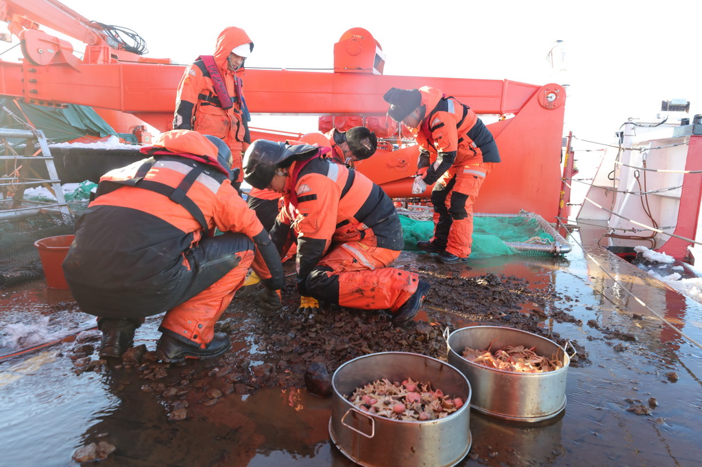科考队员在处理底拖网带回的底栖生物样品（2025年9月10日摄）。新华社记者 刘诗平 摄