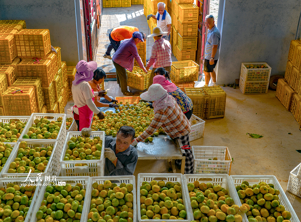 江西新余：收获蜜桔【4】