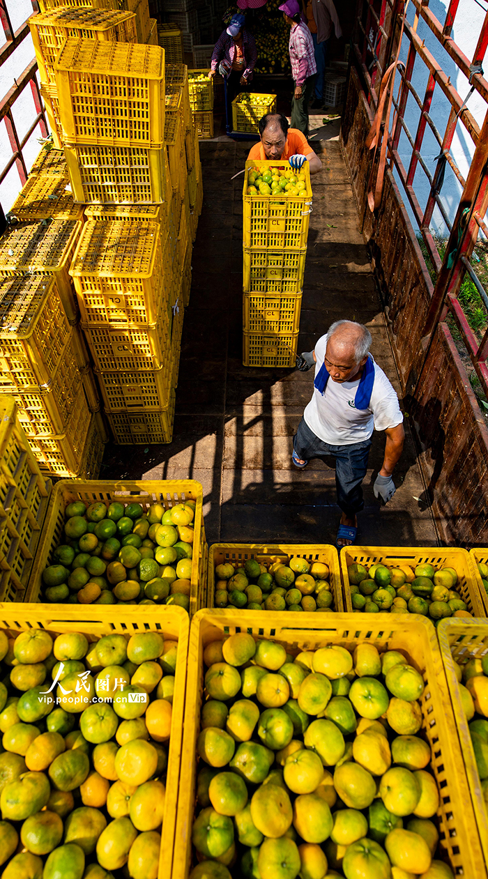 江西新余：收获蜜桔【3】