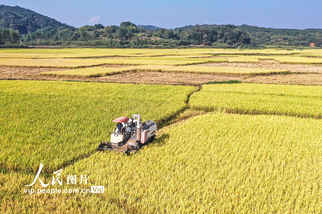 湖南蓝山：秋收【3】