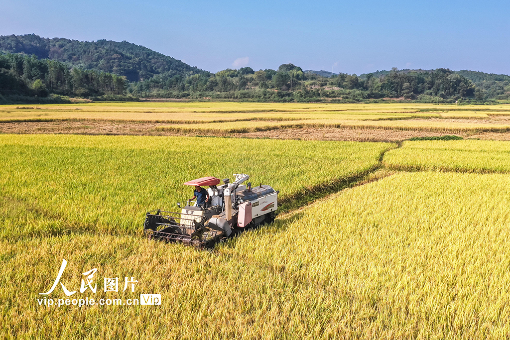 湖南蓝山：秋收【2】