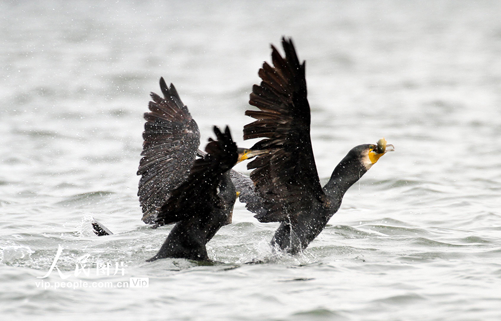 遼寧沈陽：鸕鹚嬉戲覓食【5】