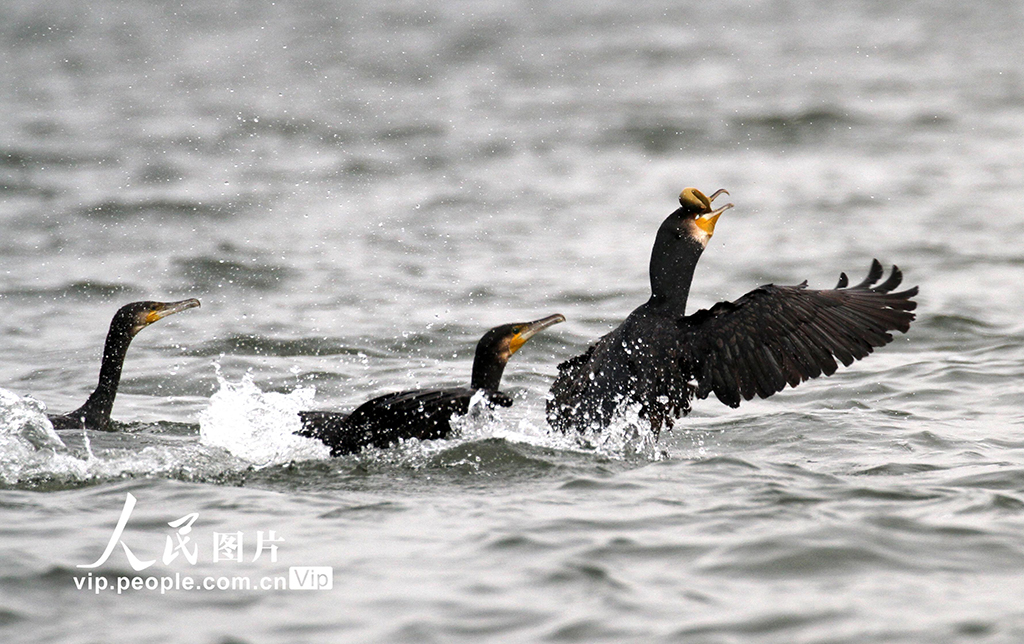 遼寧沈陽：鸕鹚嬉戲覓食【6】