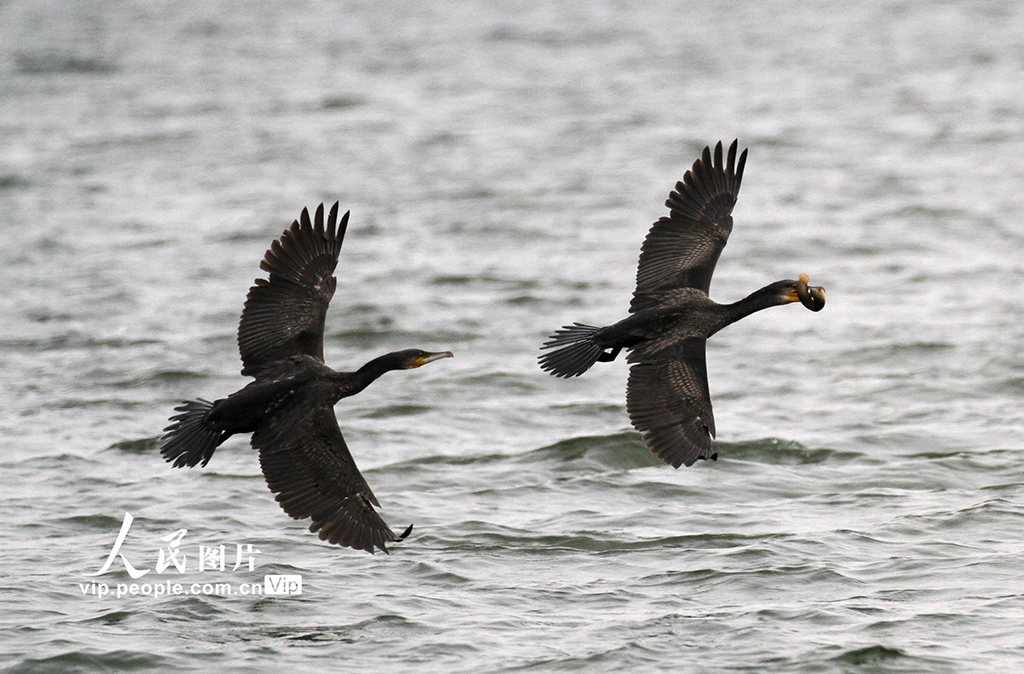 遼寧沈陽：鸕鹚嬉戲覓食【7】