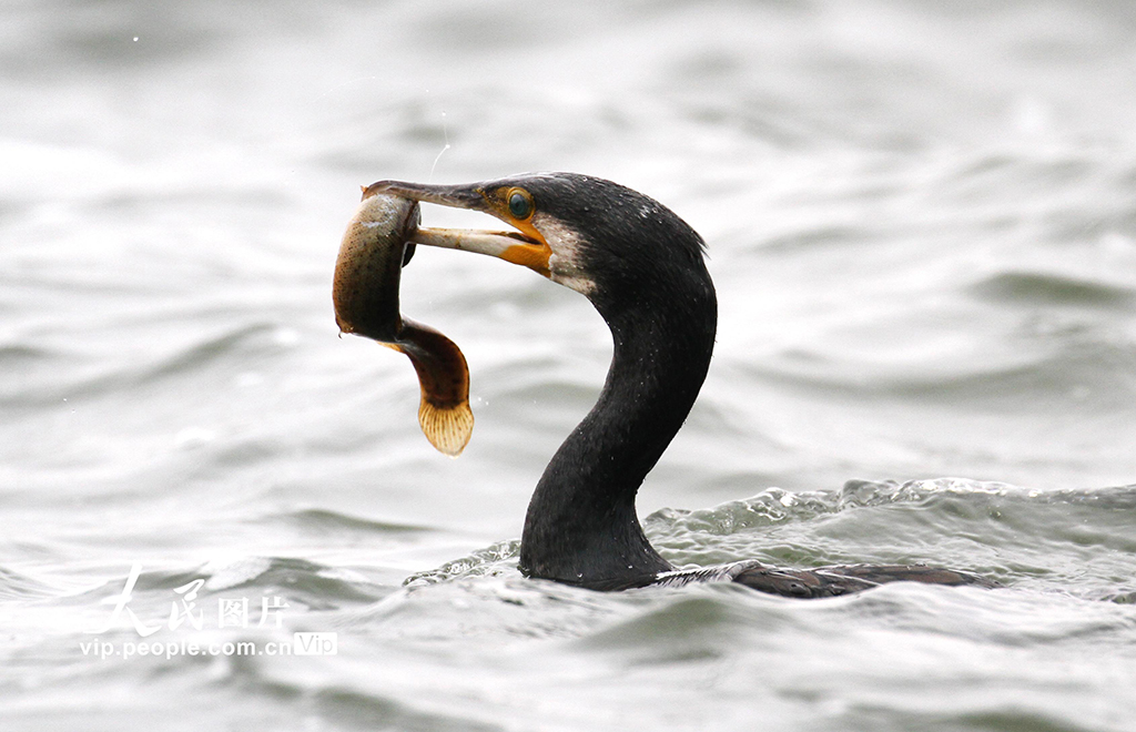 遼寧沈陽：鸕鹚嬉戲覓食【2】