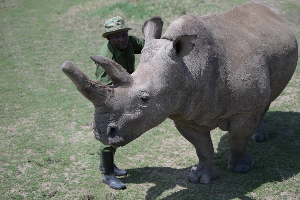 10月7日，在肯尼亚中部莱基皮亚郡奥尔佩杰塔自然保护区，工作人员与雌性北方白犀牛“法图”互动。