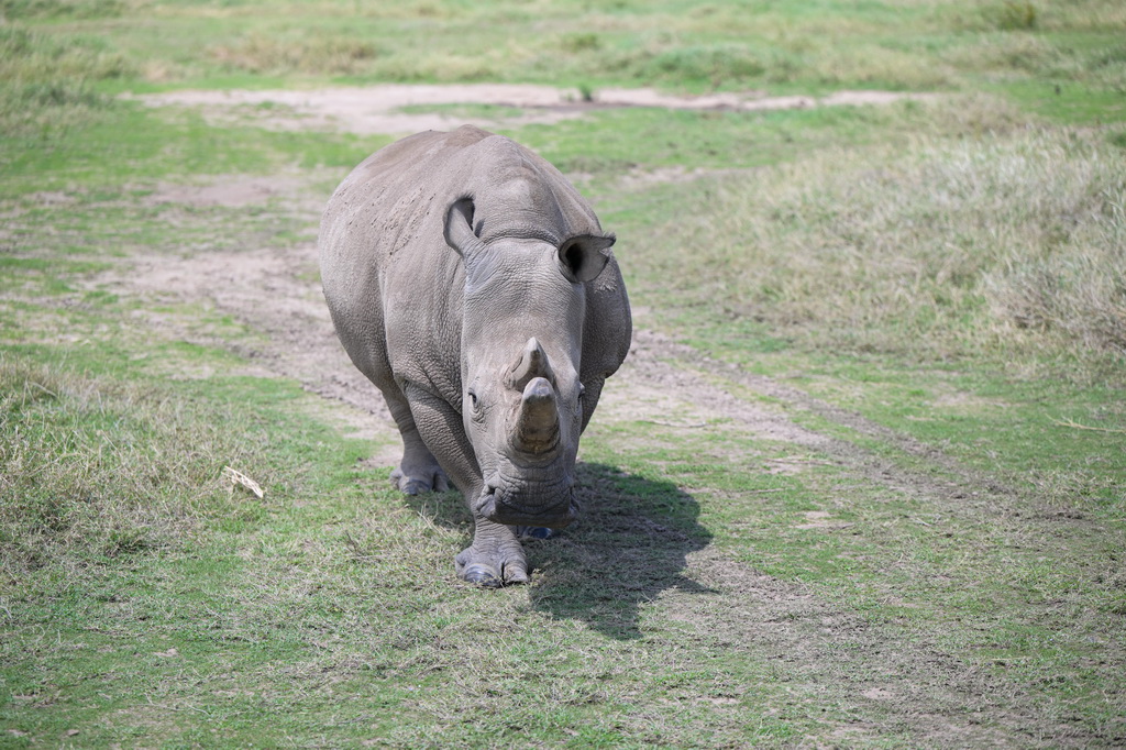 这是10月7日在肯尼亚中部莱基皮亚郡奥尔佩杰塔自然保护区拍摄的雌性北方白犀牛“法图”。