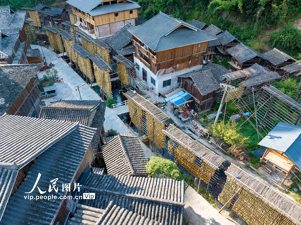 贵州从江：侗寨“晒秋”