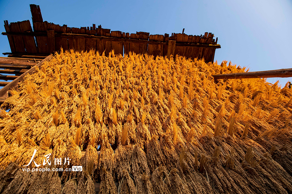 贵州从江：侗寨“晒秋”【3】