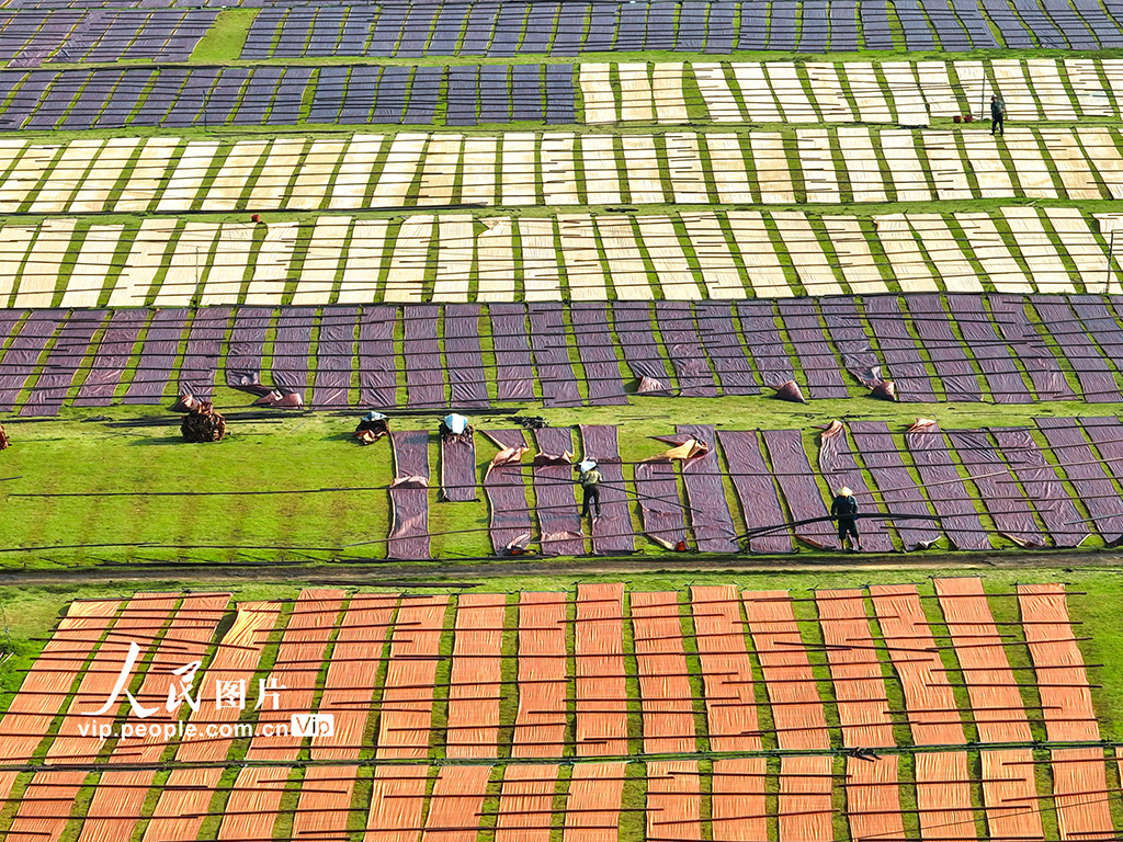 广西蒙山:晾晒香云纱【5】