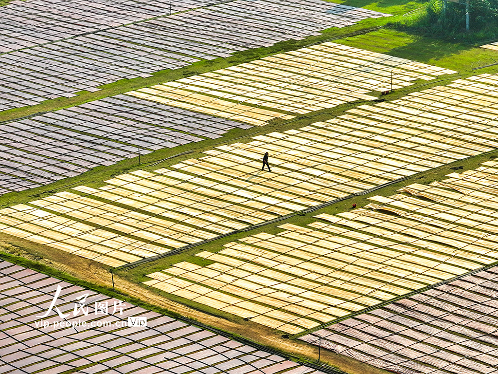 广西蒙山：晾晒香云纱【6】