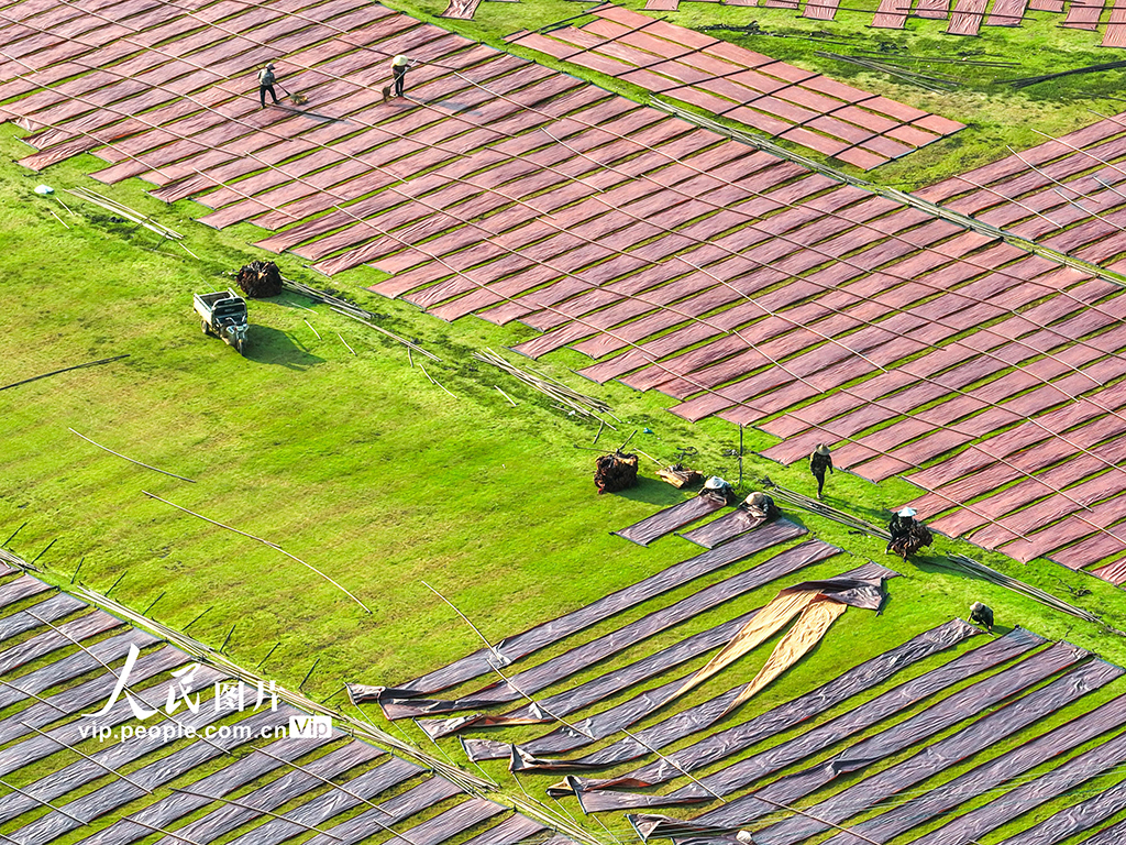 广西蒙山：晾晒香云纱【2】