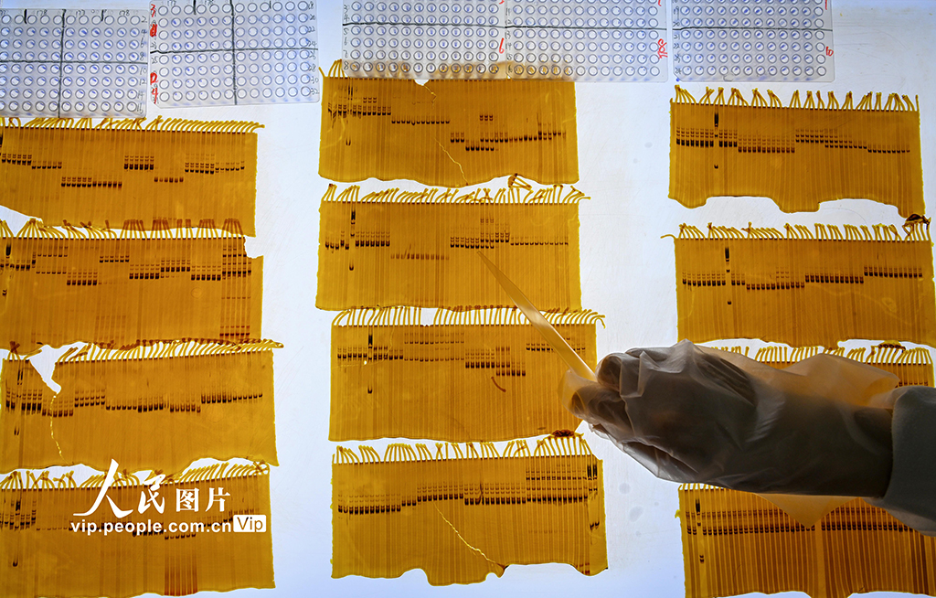 在主要農作物雜種優勢利用安徽省重點實驗室，科研人員正在分析水稻種子純度檢測結果。