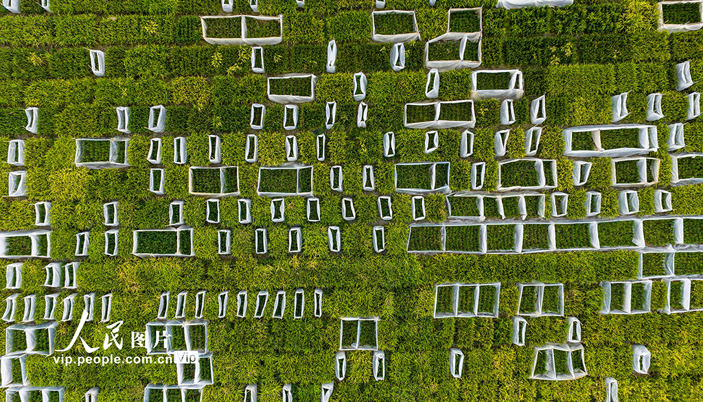 在安徽省农科院水稻研究所包河区牛角大圩基地,科研人员正在进行水稻隔离小制种试验。该基地年承载试验小面积示范品种约800份,资源及小材料种植约15000份。