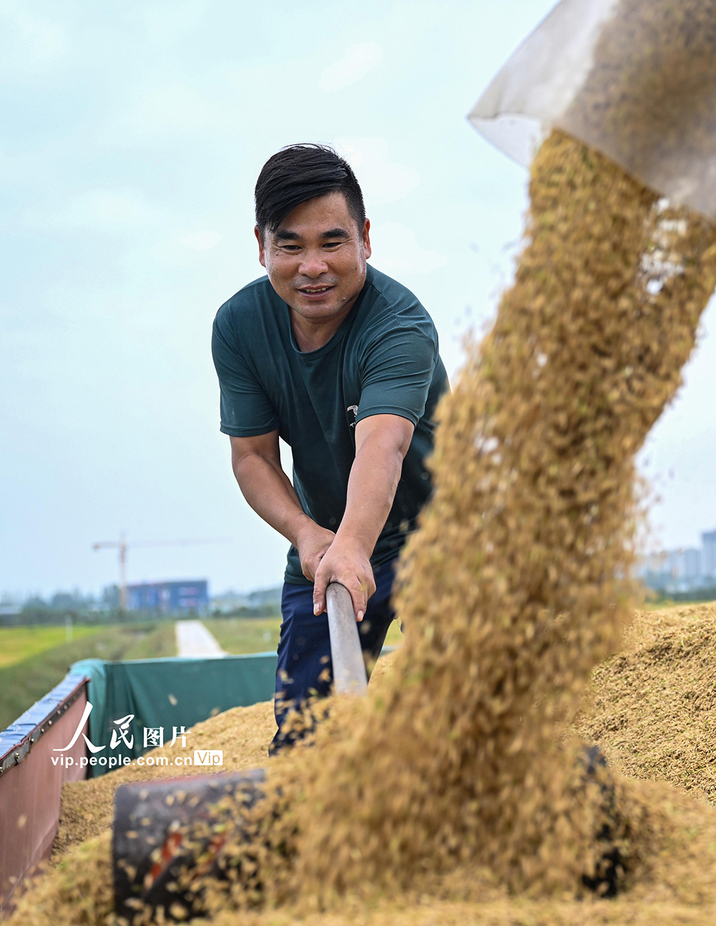 安徽省合肥市肥西县严店镇2600亩高标准农田里,农民胡孔权正将刚收割的水稻均匀装车,确保颗粒归仓。