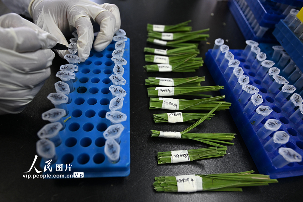 科研人員正在提取水稻葉片DNA。