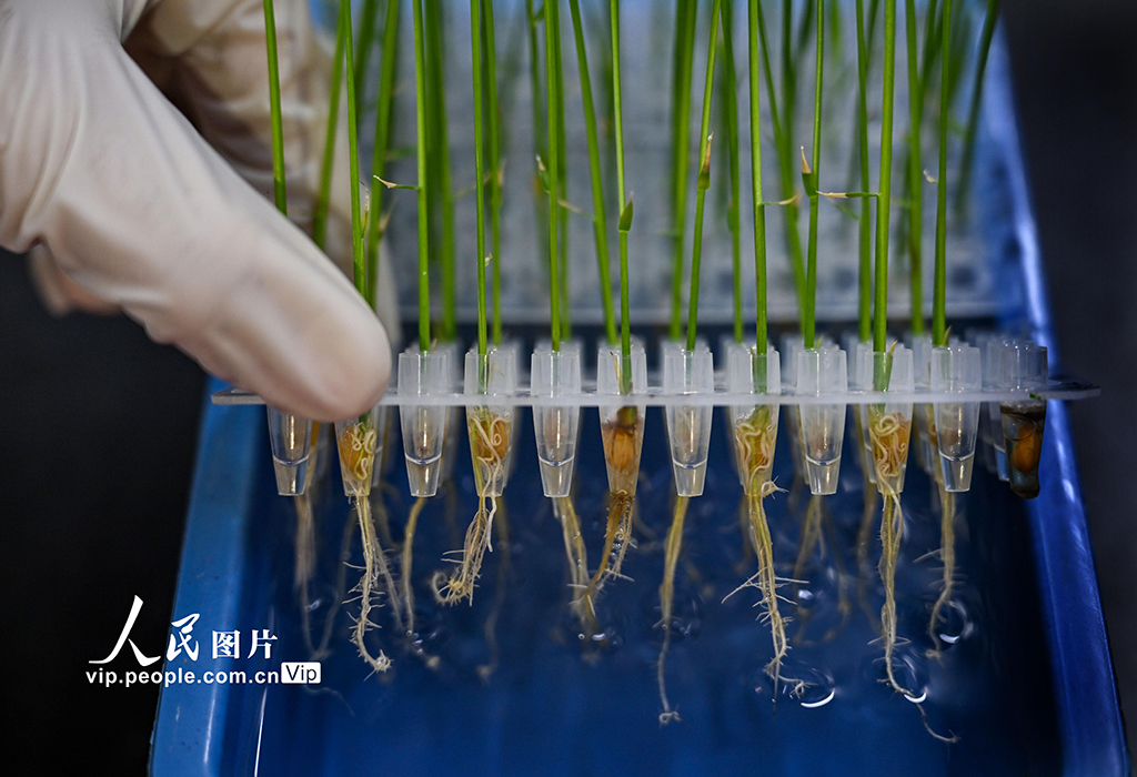 科研人員正在觀察水稻水培幼苗根系生長情況。