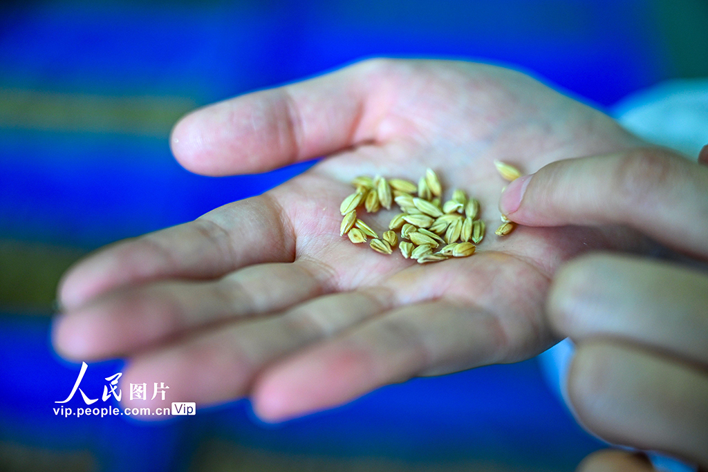 一粒种子的“芯”力量