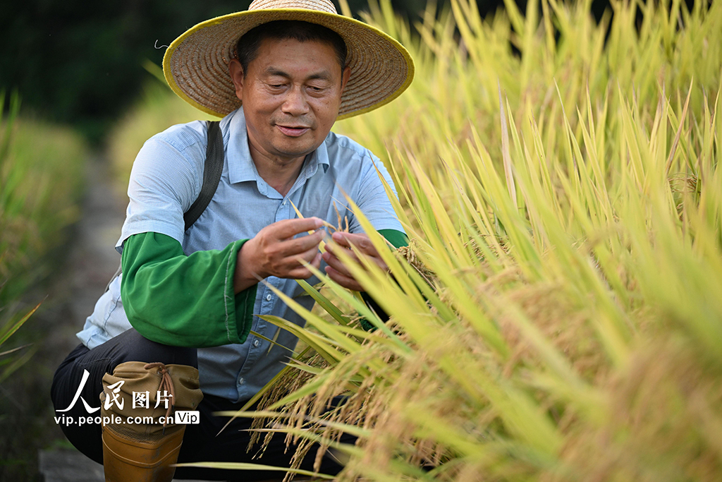 農業技術員陶亮之正在統計新品種籽粒數量。