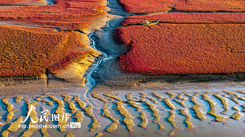 山东青岛：红海滩绚丽多彩