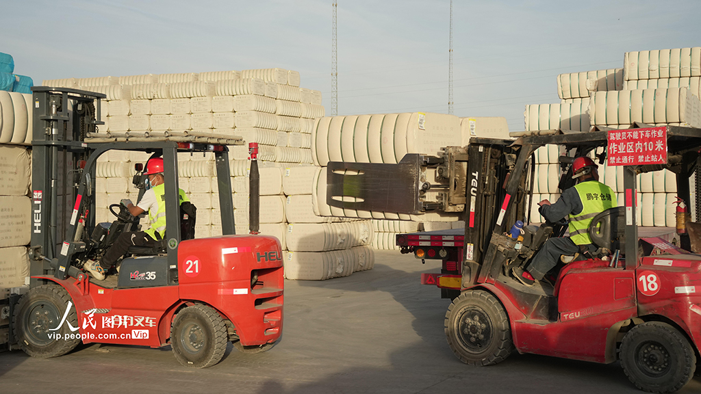 新疆阿拉尔：新棉入库【3】