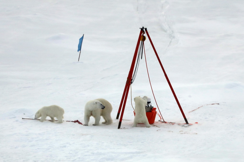 8月30日，北极熊妈妈和两只熊宝宝在考察队尚未完成布放的冰基浮标处活动。