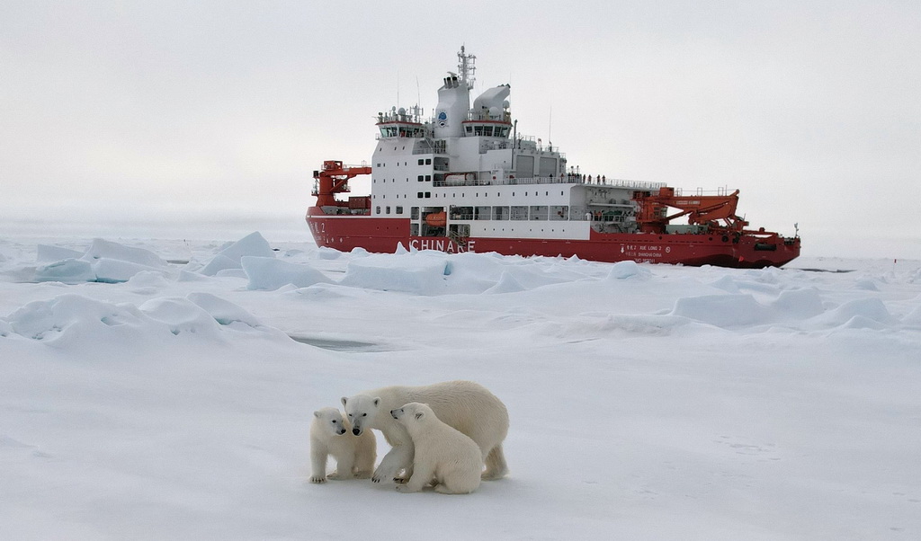 当北极科考遇上北极熊