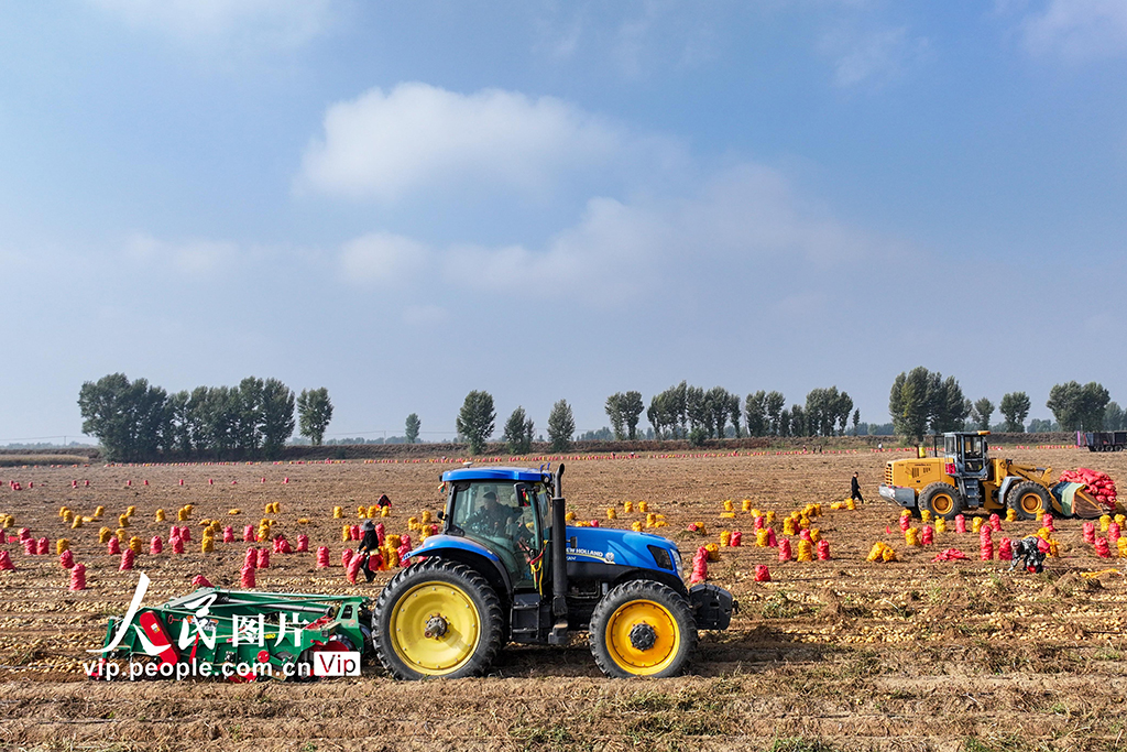 內蒙古達拉特：採收馬鈴薯【2】