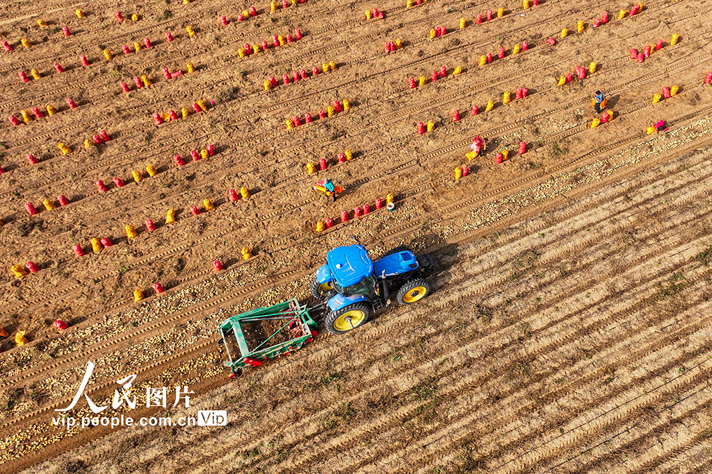 内蒙古达拉特：采收马铃薯