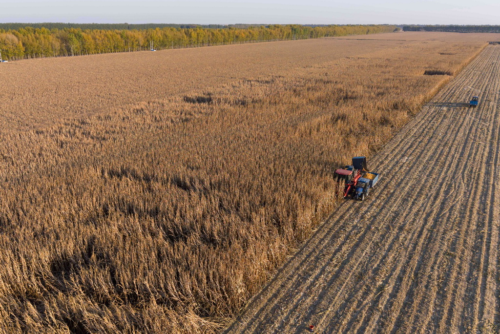 10月13日,在黑龙江省肇东市五里明镇东升村,农民驾驶农机收获玉米(无人机照片)。新华社记者 谢剑飞 摄