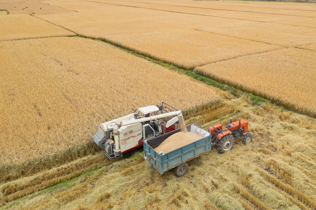 10月14日,在黑龙江省牡丹江市西安区福兴村,村民将收割的水稻装入车中(无人机照片)。新华社记者 张涛 摄