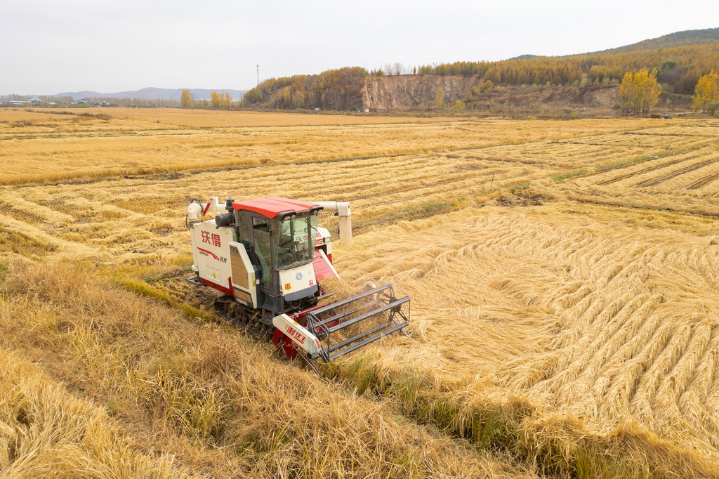 10月14日,在黑龙江省牡丹江市西安区福兴村,村民驾驶收割机收割水稻(无人机照片)。新华社记者 张涛 摄