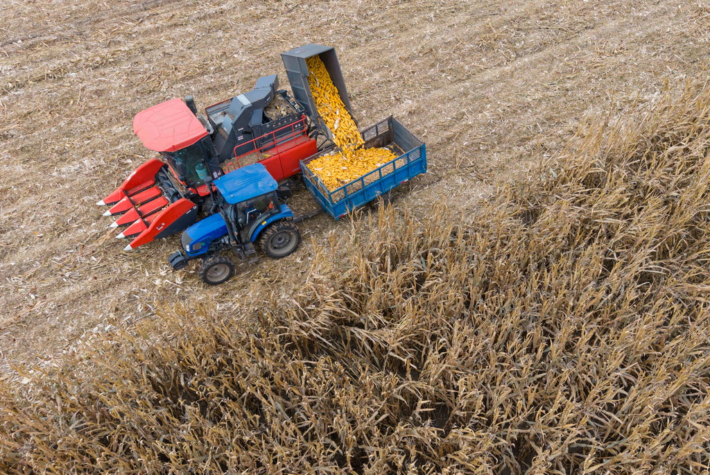 10月14日,在黑龙江省肇东市五里明镇东升村,农民驾驶农机收获玉米(无人机照片)。新华社记者 谢剑飞 摄