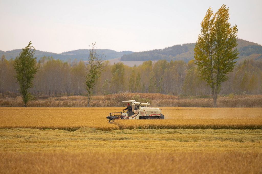 10月14日，在黑龙江省牡丹江市西安区福兴村，村民驾驶收割机收割水稻。新华社记者 张涛 摄