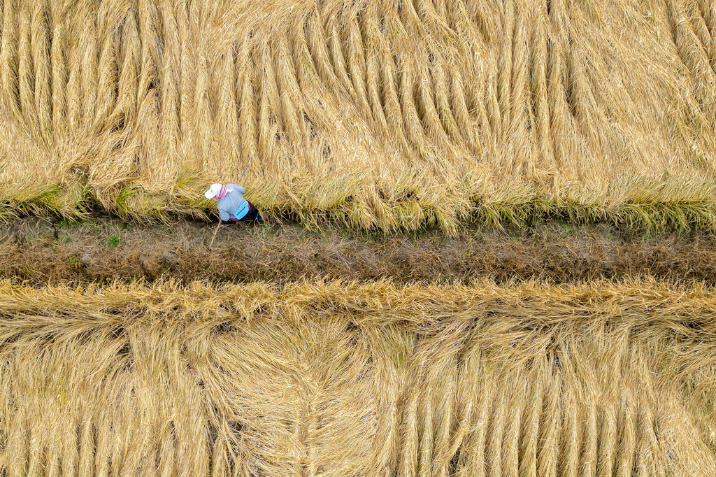 10月14日,在黑龙江省牡丹江市西安区沙虎村,村民在水稻田里进行收割前准备(无人机照片)。新华社记者 张涛 摄