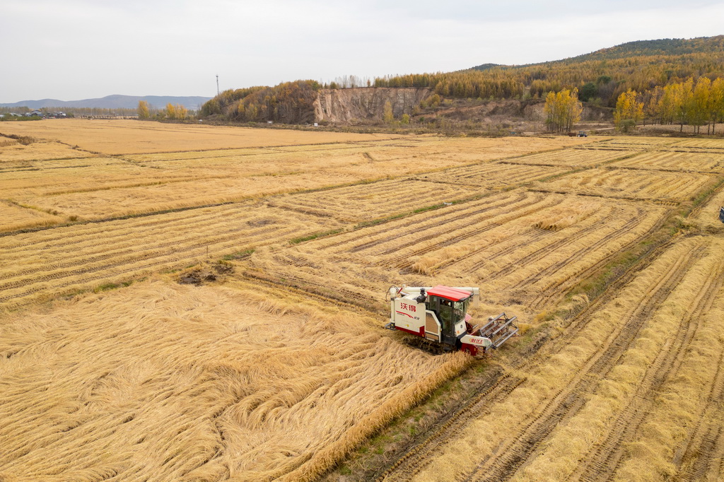 10月14日,在黑龍江省牡丹江市西安區沙虎村,村民駕駛收割機收割水稻(無人機照片)。新華社記者 張濤 攝