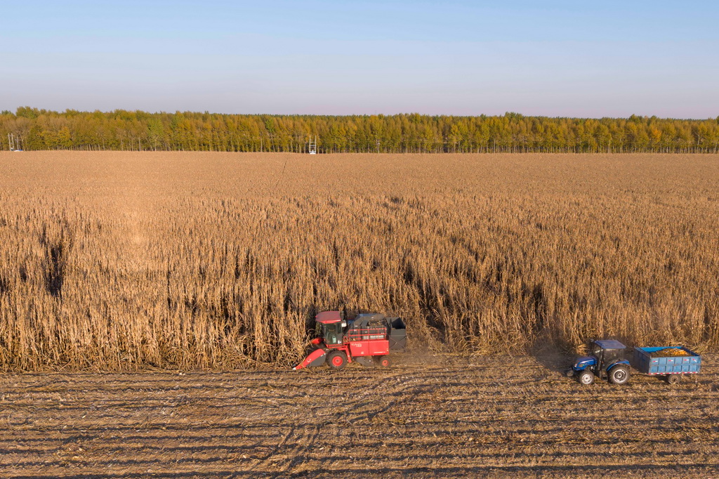 10月13日,在黑龙江省肇东市五里明镇东升村,农民驾驶农机收获玉米(无人机照片)。新华社记者 谢剑飞 摄